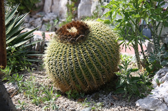 Jardin exotique d'Èze