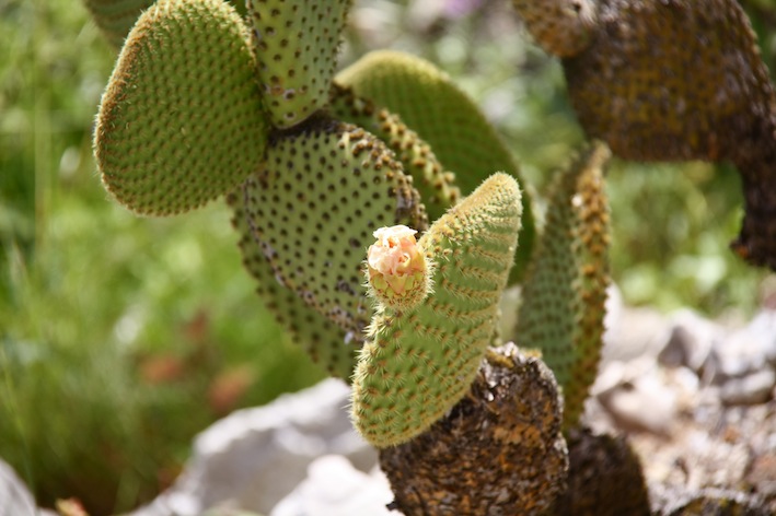 Jardin exotique d'Èze