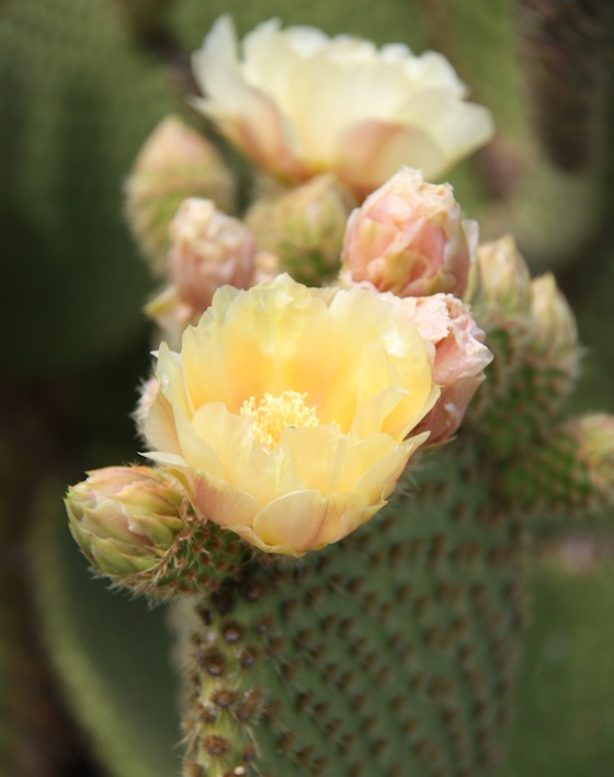 Jardin exotique d'Èze